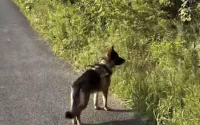 K-9 Sgt. Lanzer on Early Morning Walks